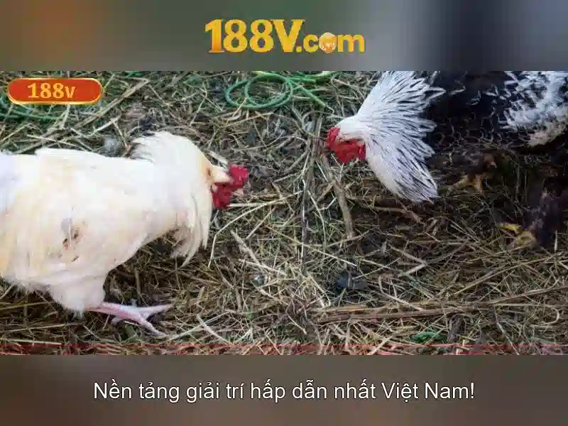 188v Vip – Chương Trình Ưu Đãi Độc Quyền Cho Thành Viên 188v